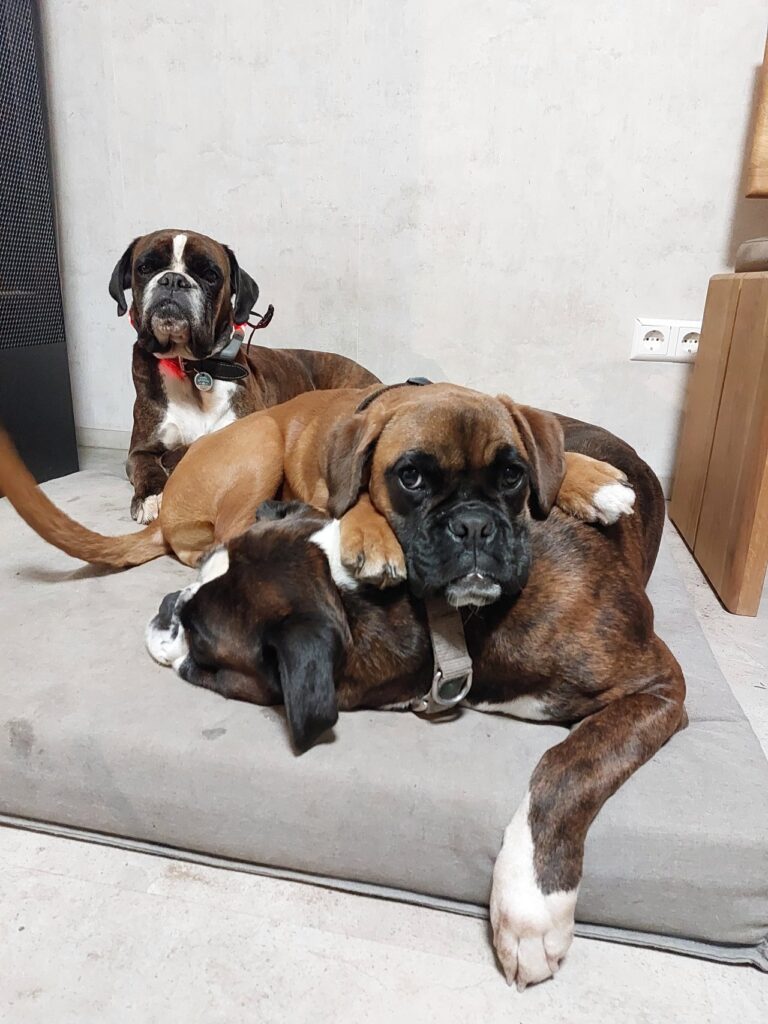 Alle Hunde auf der Decke