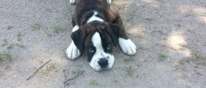 Galaxie als Welpe
