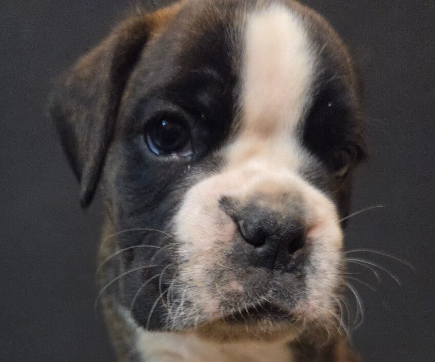 Read more about the article A-Wurf