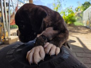 Read more about the article A-Wurf